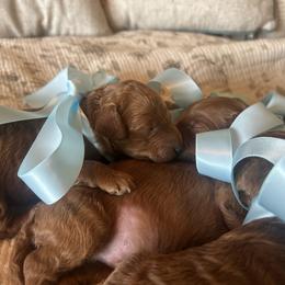 Goldendoodle Puppies from Perry Farm Doodles