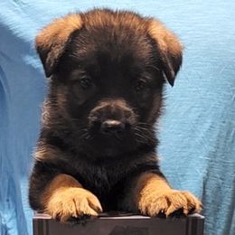 German Shepherd Puppies from Persevere Kennels