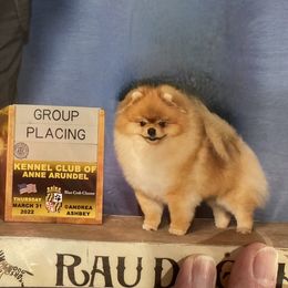 Easy - Pomeranian