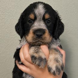 Tricks - Tri-Roan female English Springer Spaniel puppy in Fort White, Florida from Thunderbird Springers