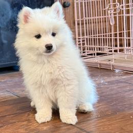 Leo-Orange - White male American Eskimo Dog puppy in Squaw Valley, California from Bear Mountain