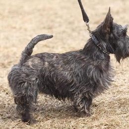 Scottish Terriers from MacFie's Scottish Terriers