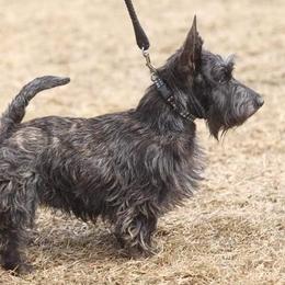 Scottish Terriers from MacFie's Scottish Terriers