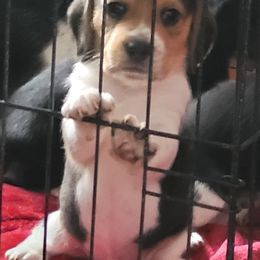 Beagle Puppies from Amanda Nitsa Oz