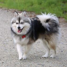 Pomskies and Shiba Inu from Arctic Kennels (Pomskies, Akitas & Shibas)