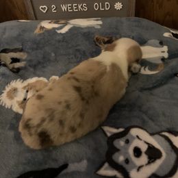 American Corgi Puppies from Mac-Kuz Kennels
