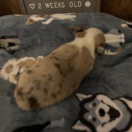 American Corgi Puppies from Mac-Kuz Kennels