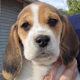Missy - Black tan and white female Beagle puppy in Lamar, Missouri from BB Beagles