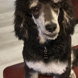 Aussiedoodles, Poodles, and Sheepadoodles from Moore Doodles and Poodles