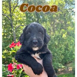 Cocoa - Black and white female Bernedoodle puppy in High Point, North Carolina from Kingsfield Doodles
