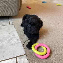Luna - Black female Cavapoo puppy in Sugarcreek, Ohio from True Hearted Doodles