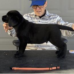 Orange Collar - Black male Labrador Retriever puppy in Buckeye, Arizona from Foothills Labrador Retrievers