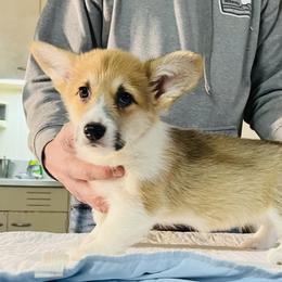 Pembroke Welsh Corgi Puppies from Blue Angel Kennels