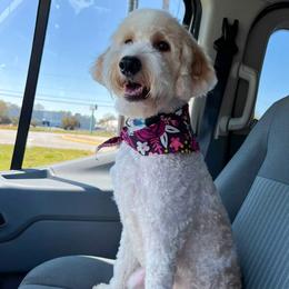 Nova - Labradoodle