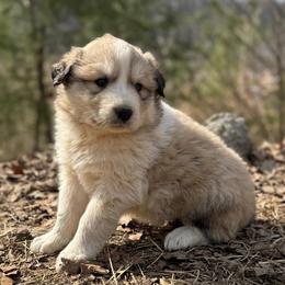 Girl 5 - female Great Pyrenees puppy in Leicester, North Carolina from Randall Glen Pyrenees