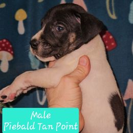 Piebald Tan Point Male - Black and white male Great Dane puppy in Biscoe, North Carolina from Clouser's Bodacious Danes