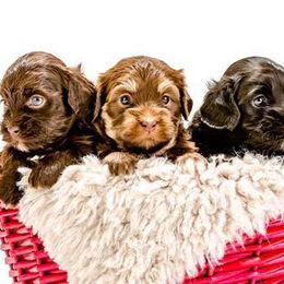 Havanese from Brugger's Breeders, LLC