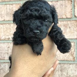 Maltese, Maltipoo, and Poodle Puppies from Healing Pawz LLC