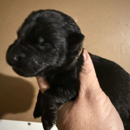 Prince Fiyero - Black male German Shepherd puppy in Lakeland, Florida from Fur Love And Puppies