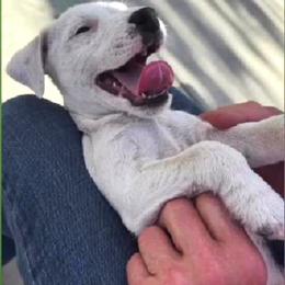 Boy 2 Kimba - White male Jack Russell Terrier puppy in California from Kimberlite