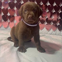 AKC Delta - Chocolate female Labrador Retriever puppy in Elgin, South Carolina from Silver Bells Paw Prints
