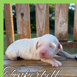 Tinkerbelle - Buff female Cockapoo puppy in Clinton, Oklahoma from Enchanted Spaniels