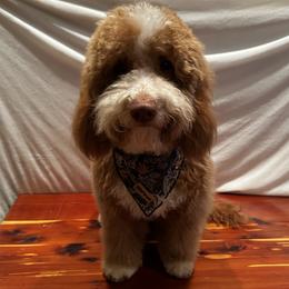 Nashley - Goldendoodle