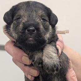 Pink Collar - Salt and pepper female Miniature Schnauzer puppy in Peoria, Arizona from Hall Miniature Schnauzers