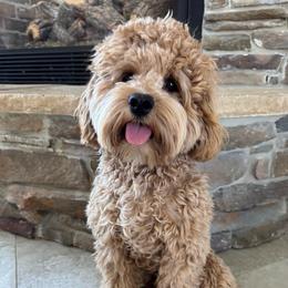 Max - Cockapoo