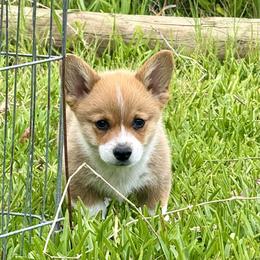 Pembroke Welsh Corgi Puppies from Pembroke Welsh Corgis at Belle Haven