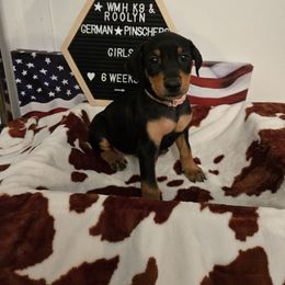 Bersa- Pink Collar - Black female German Pinscher puppy in Chatham, Virginia from Wild Mountain Haven K9