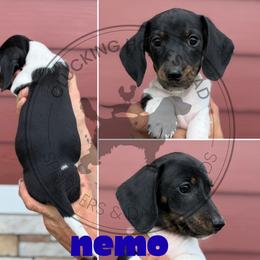 Nemo - Piebald male Dachshund puppy in Fond Du Lac, Wisconsin from Clucking Homestead Springers & Dachshunds