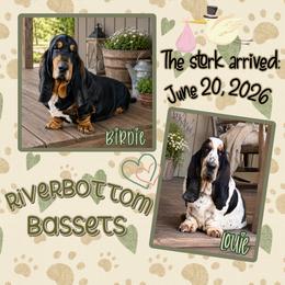 Gray collar - Black brown and white male Basset Hound puppy in Edmonton, Kentucky from RiverBottom Bassets