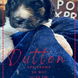 Goldendoodle Puppies from Life is Golden Doodles