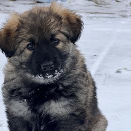 Pink Girl - Gray sable female Shiloh Shepherd puppy in Indianapolis, Indiana from Echo Shilohs