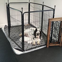 Basset Hound puppies from Middle TN Leopard Catahoulas and Middle TN Bassett Hounds