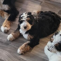 Elvis - Tri-color Bernedoodle puppy in Laguna Hills, California from Bernedoodles By Faith