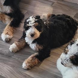 Elvis - Tri-color Bernedoodle puppy in Laguna Hills, California from Bernedoodles By Faith