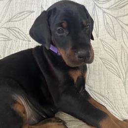 Girl 2 - Black and rust female Doberman Pinscher puppy in Murrieta, California from Noble Doberman