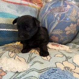 Female 2 - Black female Morkie puppy in Ludlow, Missouri from Countryside Doodles and Mohr