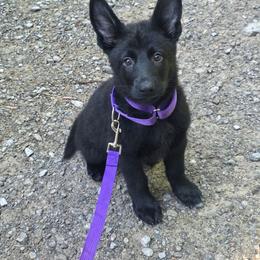 Purple collar( now dark hot pink) - Black female German Shepherd puppy in Oscoda, Michigan from Sstar