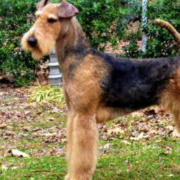 Kiera - Airedale Terrier