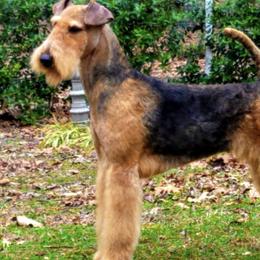 Kiera - Airedale Terrier