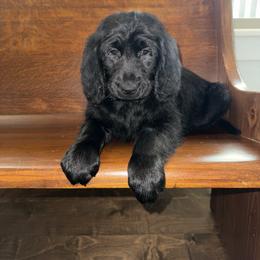 Coal - Black male Goldendoodle puppy in Fayetteville, Arkansas from Silver Hill Farm