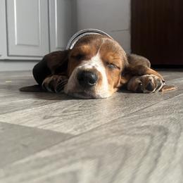 Basset Hounds from Dried Creek Farms Basset Hounds