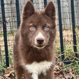 Charlie - Red and white male Siberian Husky puppy in Mechanicsville, Virginia from Shinko Siberians