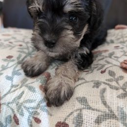 Minnie - Black and tan female Schnoodle puppy in Huron, Tennessee from Wilma's Paw-Paw Patch