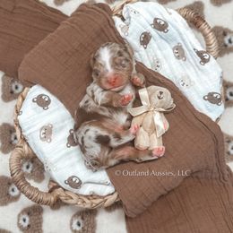 Miniature Australian Shepherd and Toy Australian Shepherd Puppies from Outland Toy & Mini Aussies