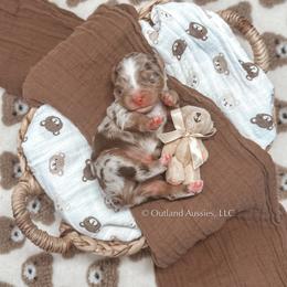 Miniature Australian Shepherd and Toy Australian Shepherd Puppies from Outland Toy & Mini Aussies
