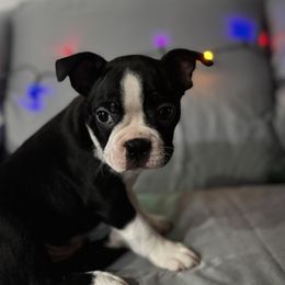Boston Terrier Puppies from Hammacks